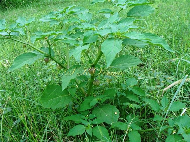  Plant